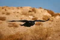 Krkavec velky - Corvus corax - Common Raven o2800